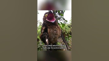 Potoo The Ghost Bird