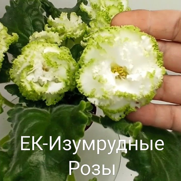 Ек изумрудные розы фиалка фото