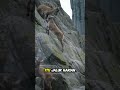Markhor: Kambing Gila Penakluk Tebing Maut