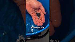 The Fish That Becomes the Ocean's Deadliest Predator After Just