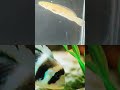 Fish tank 🐬#aquarium 🐟#fishtank #fish #guppy #betafish #fishaquarium #beta