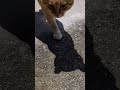 鳴き声ボリュームがおかしい猫様 #鳴き声#猫#爆音# #cat #Short
