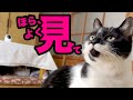 【ねこ動画】ウチのネコに何か変化がおきているようです(簡単)
