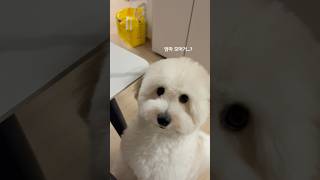 궁금한거 못참는 강아지 😂 #꼬똥드툴레아