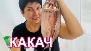 Тарханкутская рыба.Кефаль и КАКАЧ ! Что это, где купить и как приготовить? Черноморское