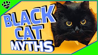 Black Cat Myths, Superstitions, and History Explained - Cats 101