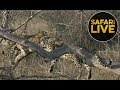 safariLIVE - Sunrise Safari - August 14,  2018