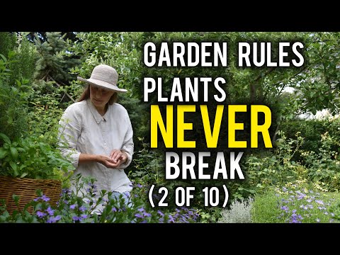 The SECRET Reason Your Chrysanthemums Won't BLOOM!
