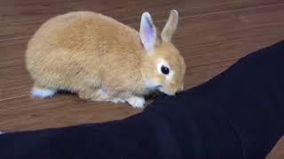 #26 ウサギが背中に乗ってきてイチャイチャ