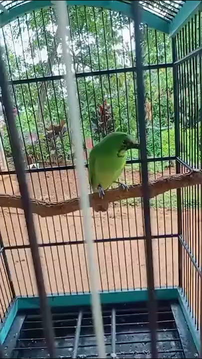 C ijo purwo bebeci jahat