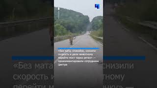 Пара встретила амурского тигра на дороге в Приморье