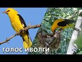 Голоса птиц. Поёт иволга - лесная флейта и лесная кошка / Птицы России (Oriolus oriolus) #голосаптиц