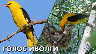 Голоса птиц. Поёт иволга - лесная флейта и лесная кошка / Птицы России (Oriolus oriolus) #голосаптиц