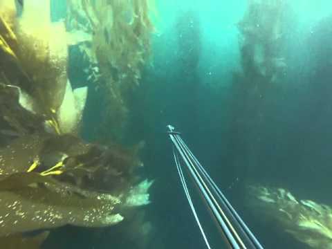 Gopro Spearfishing Freediving San Diego Ca Youtube