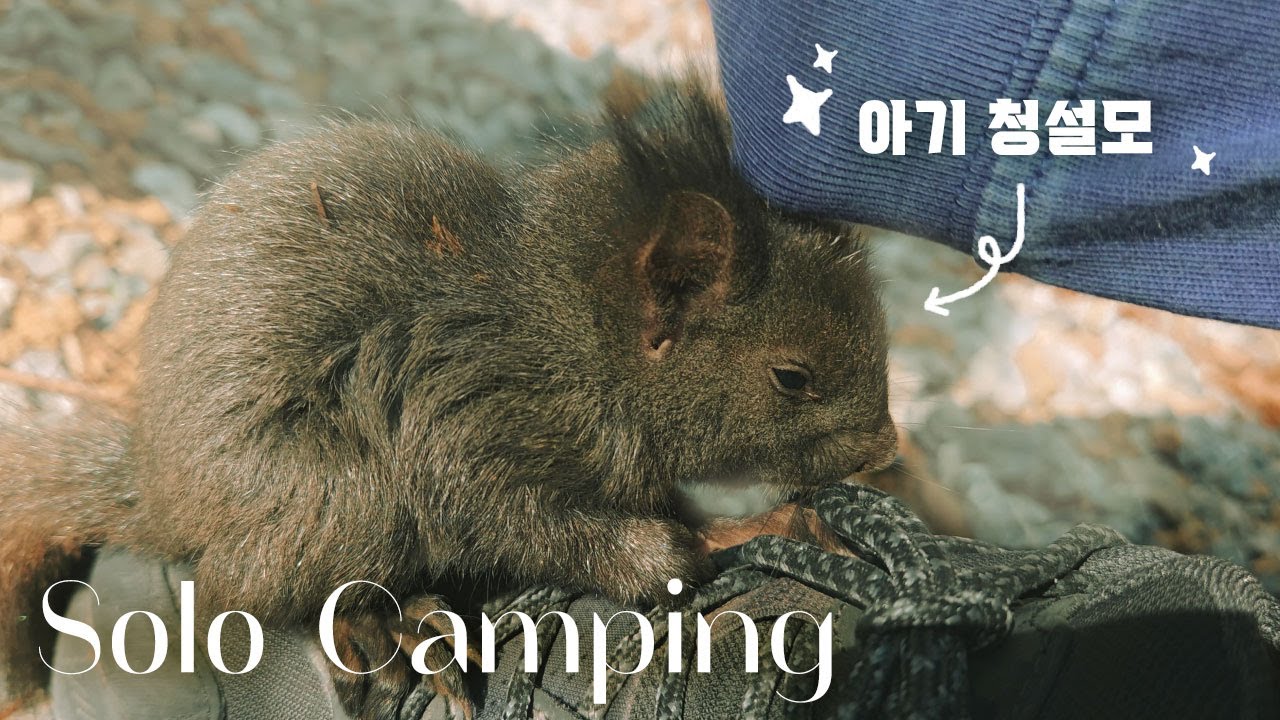 Во время весеннего кемпинга на мосту лежала моя малышка. | Собаки в классе | Соло кемпинг | Кемпинг.