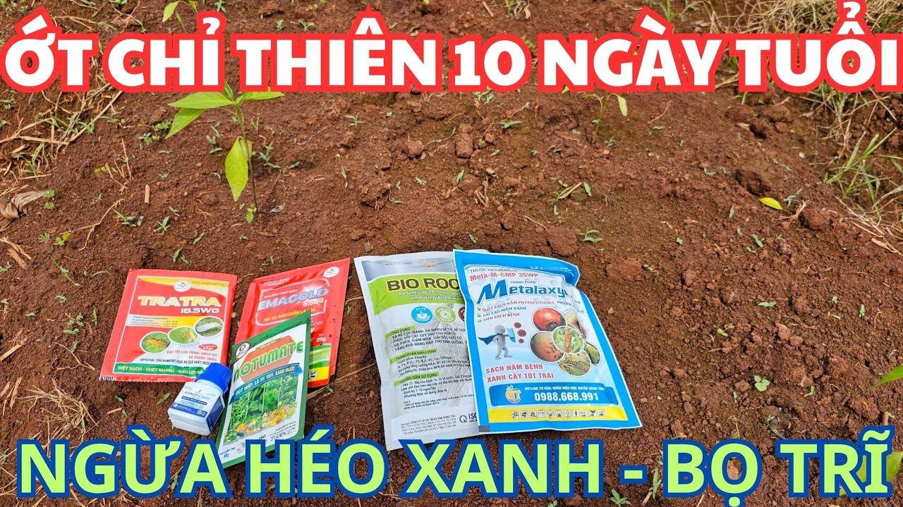 Ớt Chỉ Thiên 10 Ngày Tuổi: Đổ Gốc Kích Rễ, Ngừa Chết Cây. Phun Dưỡng, Bọ Trĩ, Nấm Bệnh