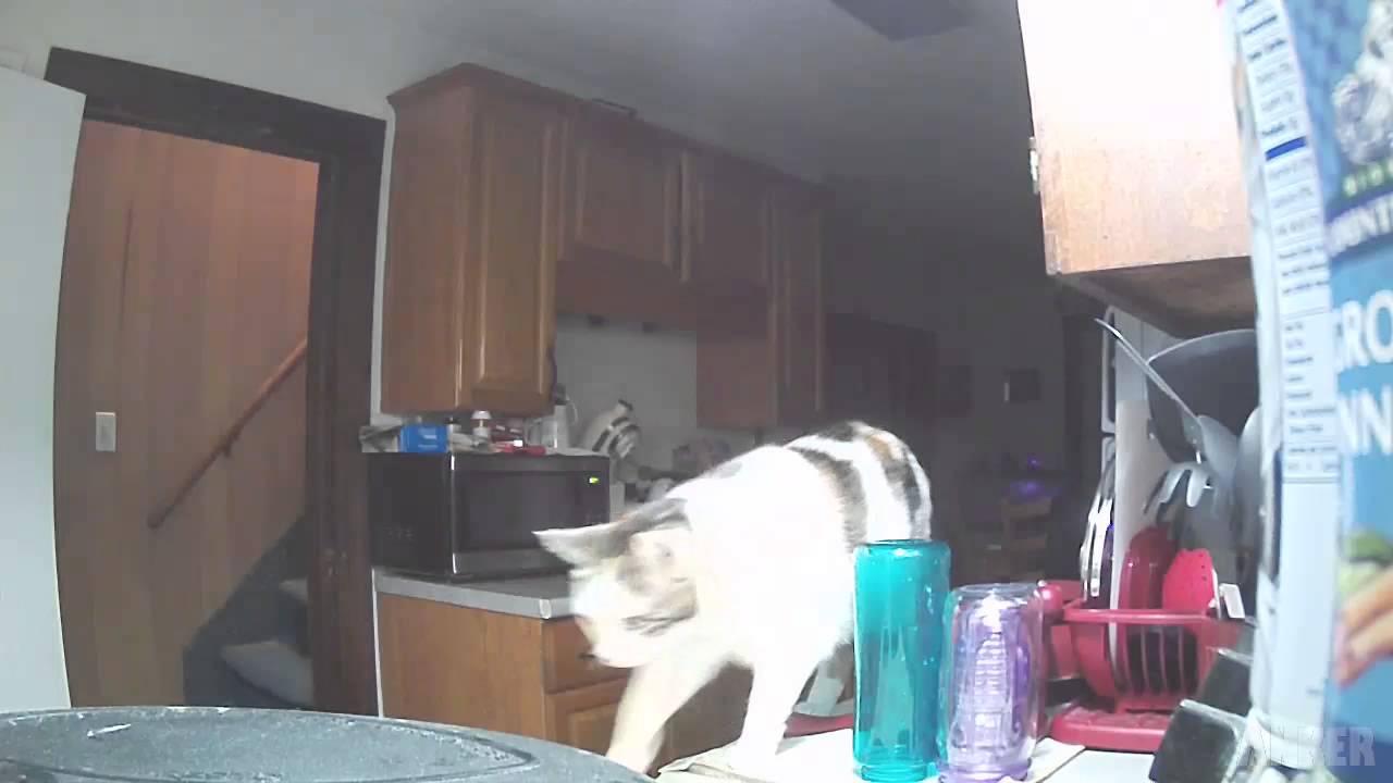 So this is what our cat does at 3 AM! YouTube