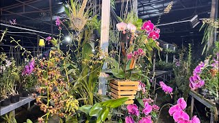 🔴LIVE SALE MALAM ‼️🌿 Spesial obral anggrek super istimewa 🌻🤗
