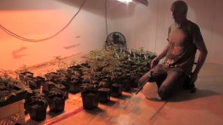 Plant Diagnostics