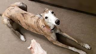 Spinning For Chicken