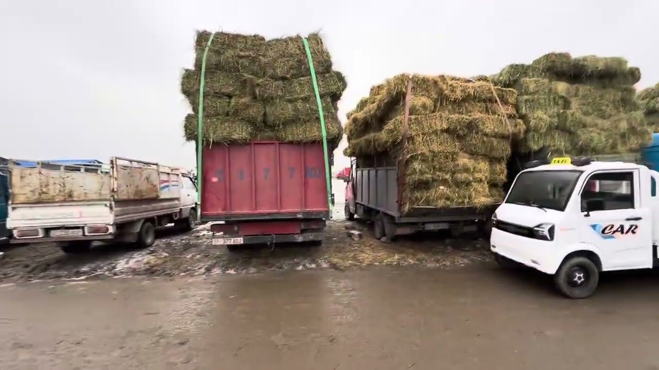 Чоп базар сокулук мал базары 28/02/26