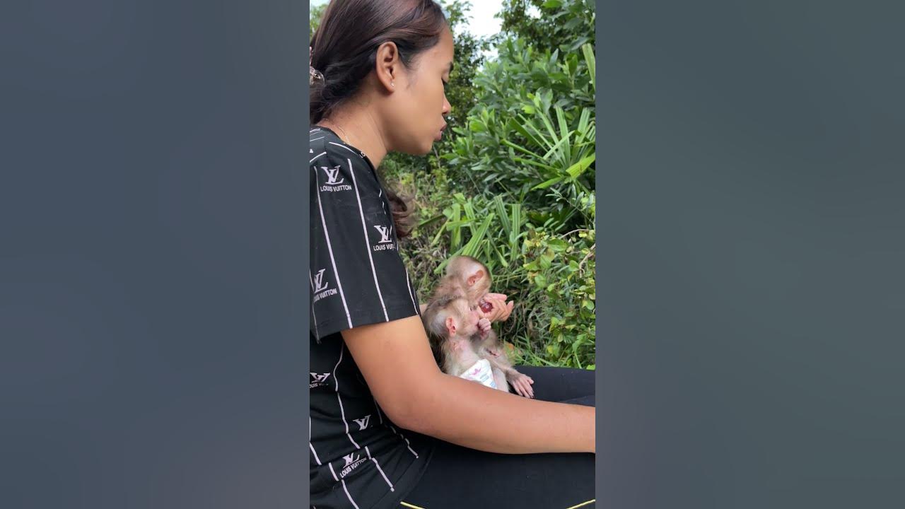 #baby monkey #baby monkeys #baby monkey Attacked #baby monkey crying #