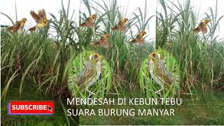 MENDESAH DI KEBUN TEBU : MANTAP SUARA ASLI BURUNG MANYAR LIAR