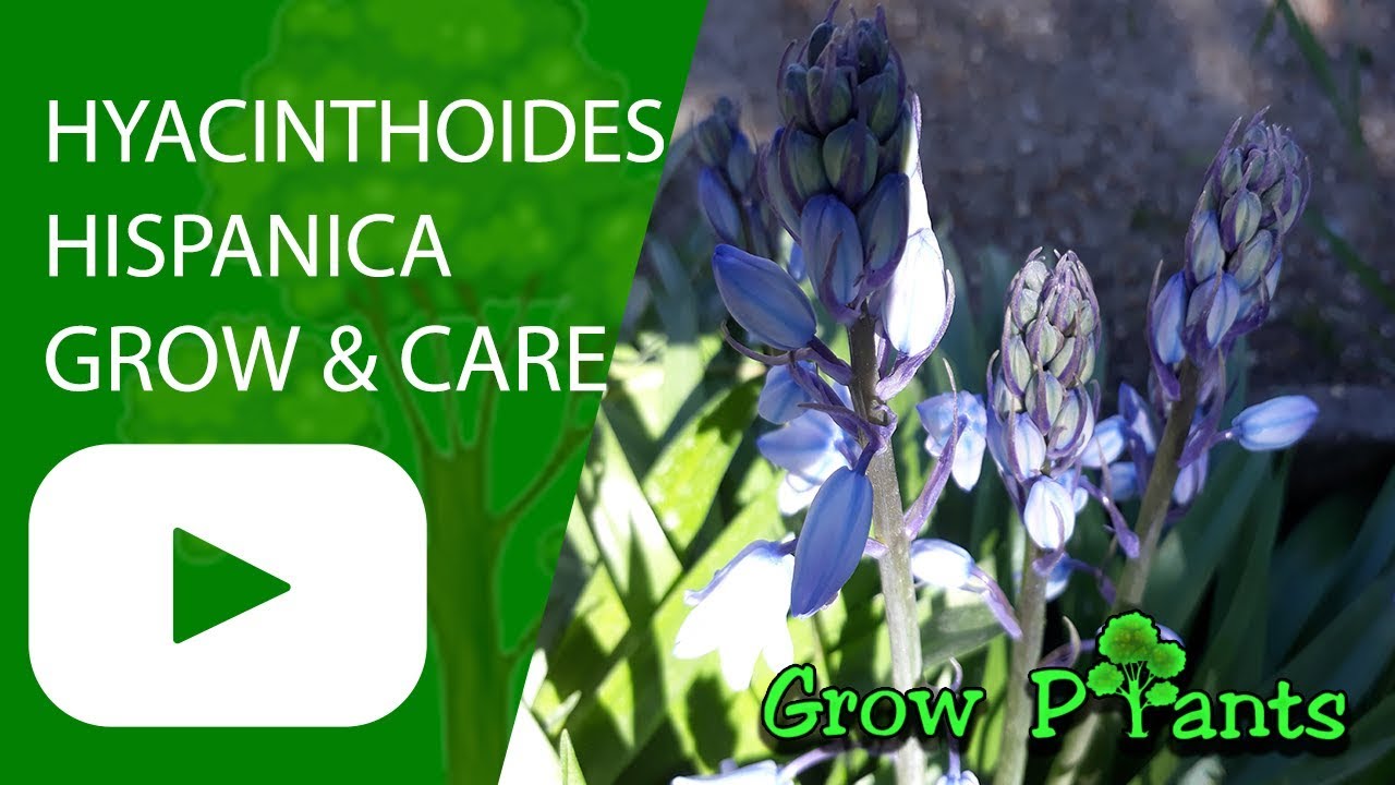 Hyacinthoides hispanica grow & care (Spanish bluebell) YouTube