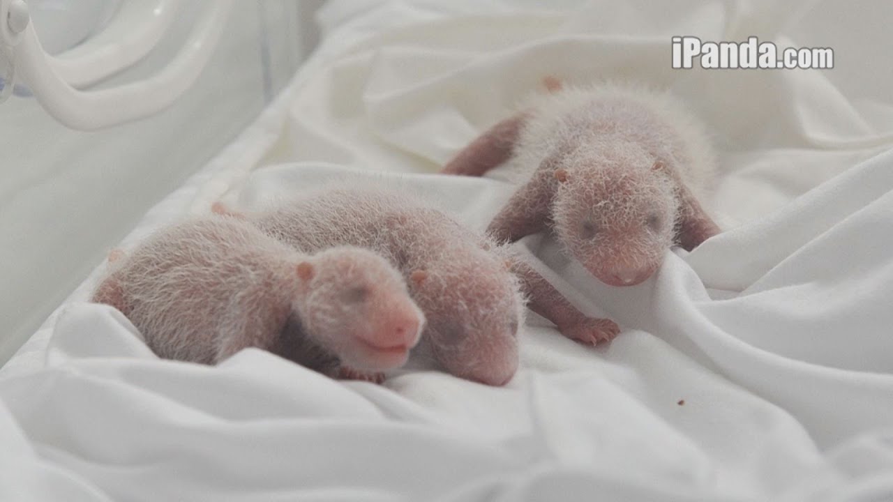 パンダの三つ子誕生 中国広州、母子とも健康 - YouTube