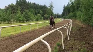 Woodstock Bennett Galloping at Cooley Farm
