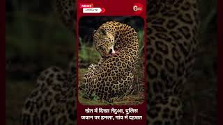 धार में तेंदुए का आतंक 🐆 | खेत में दिखा, पुलिस जवान पर हमला 😱 - READERS OPINION