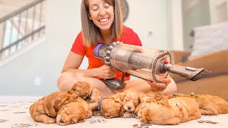 Goldendoodle Puppies Reaction to Vacuum Sounds by Doodles of NC 43,175 views 7 months ago 10 minutes, 18 seconds