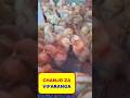 RATIBA ZA CHANJO ZA VIFARANGA VYA KUKU RATIBA ZA CHANJO ZA VIFARANGA VYA KUKU