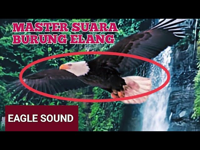 MASTERAN SUARA BURUNG ELANG BONDOL (MP3). UNTUK MENGUSIR HAMA TIKUS DLL. class=