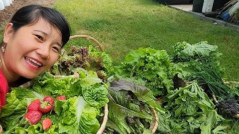 THU HOẠCH DÂU TÂY, XÀ LÁCH GIÒN, RAU KIM CƯƠNG, BÔNG CẢI TÍM MINI, XÀ LÁCH ĐỎ,CẢI CAY