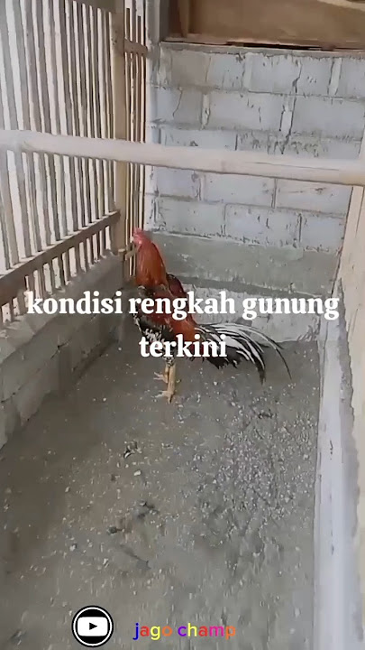 Mr gunung udah mau di rawat lagi