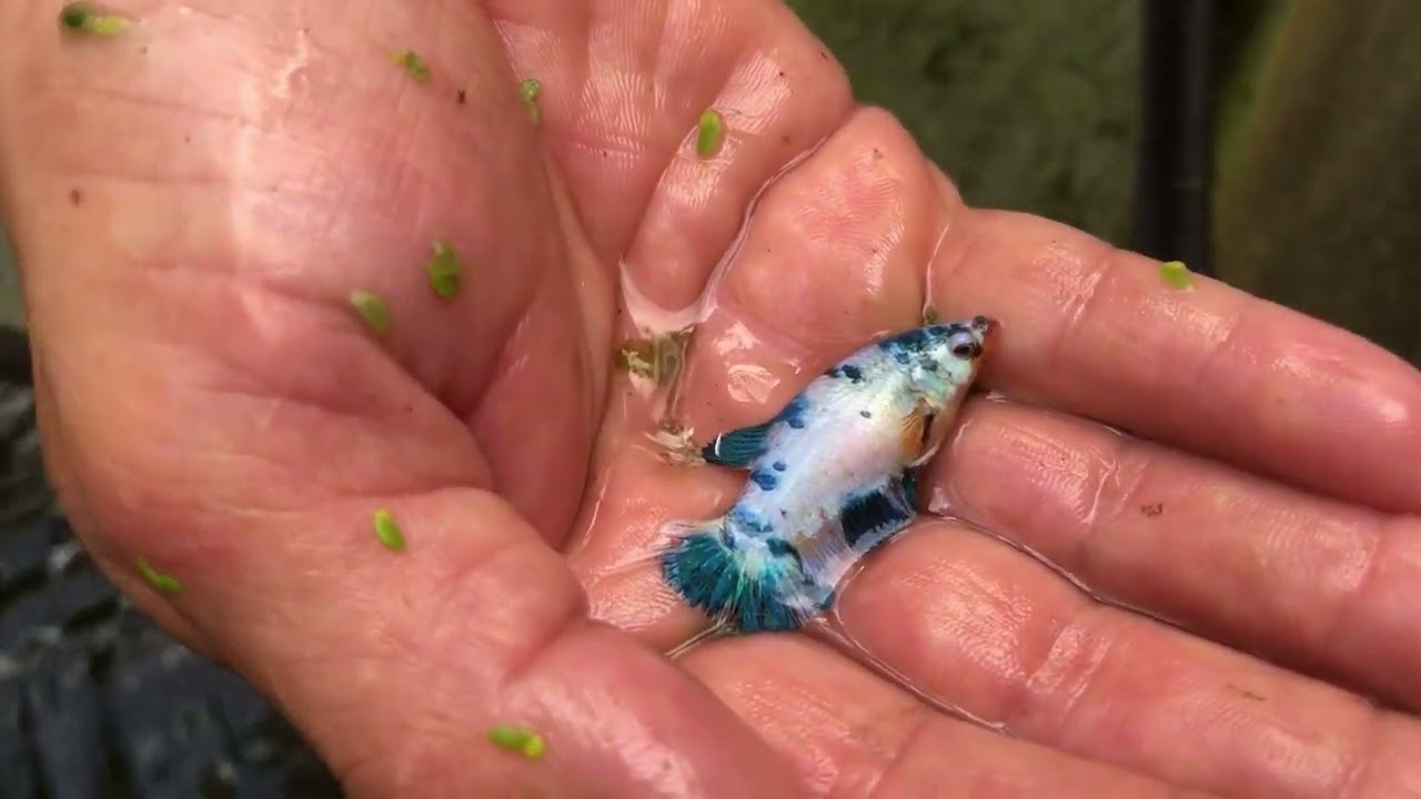 Dia de pescaria dos koy tigre na Aquaventura