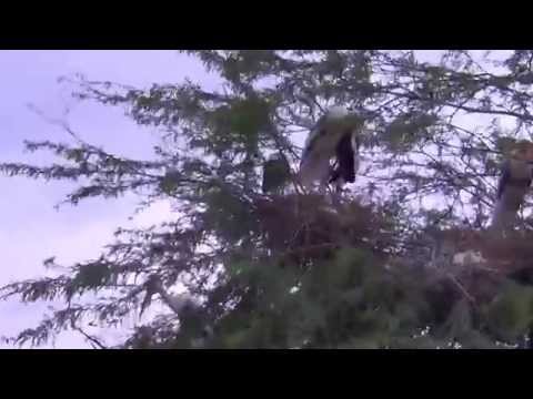 Koonthankulam Bird Sanctuary video