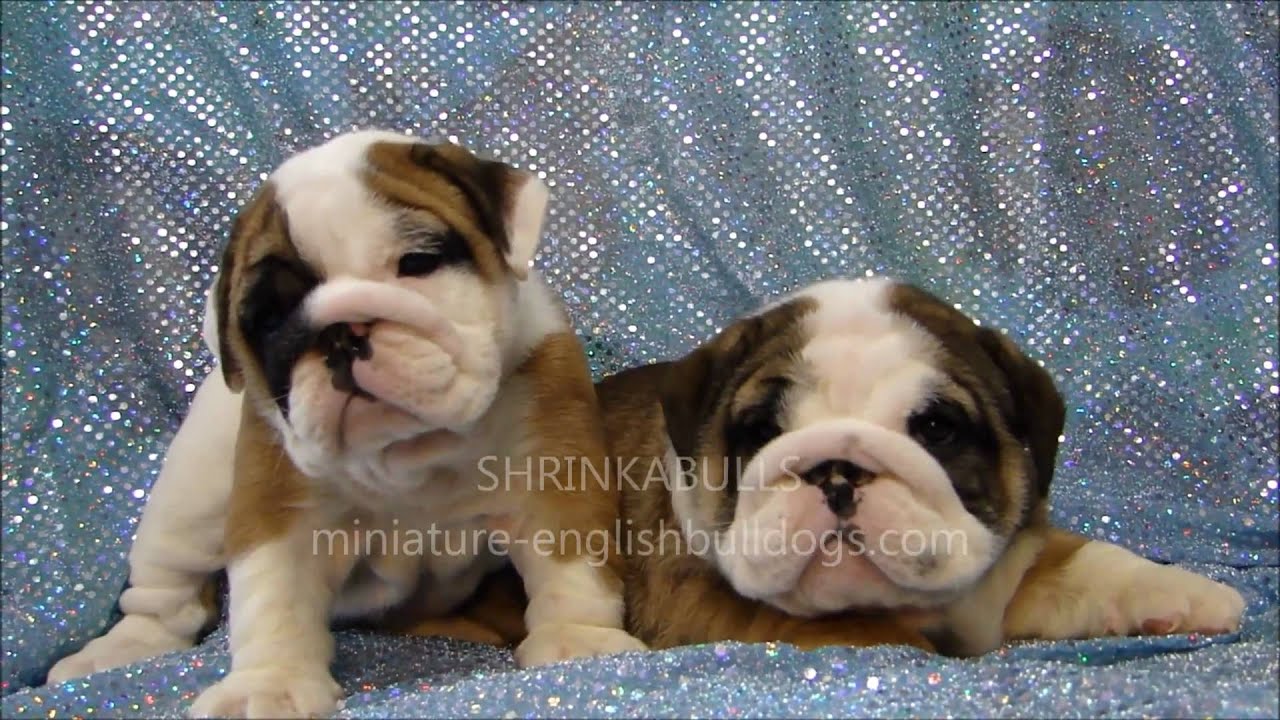 28 Top Photos Mini Bulldog For Sale Near Me : View Ad English Bulldog Puppy For Sale Near Washington Pasco Usa Adn 199250