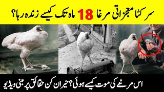 Mike the Headless Chicken|| How Did A Miraculous Rooster Survive 18 Months Without Head?||Info@Adil