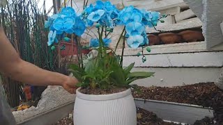 QUEEN BLUE AVATAR ORCHID FLOWERS VASE ARRANGEMENT @korphilfamily