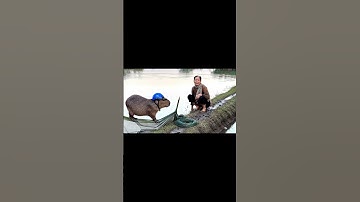 Bà và Capybara | Capy đi kéo lưới cá cùng bà… #capybara #funny #ytshorts #shrots #fyp #vlogs