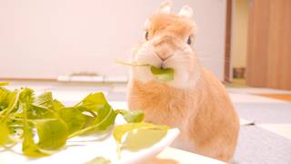 高性能マイクで野菜を食べてもらったら心地良い音が録れました【No.1868】