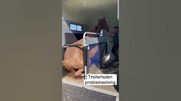 Trailer laden. Oplossing op mijn kanaal! #lovemysubscribers #horsetrainer #paard #horsemanship