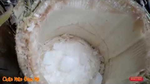 Chia sẻ cách lấy nước từ cây chuối hột trị tiểu đường - huyết áp - đau lưng - sỏi thận phần 1