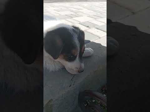 #сегодня возле магазина увидела щенка 🐶 решила снимать для вас #shorst #margaritavlogofficial