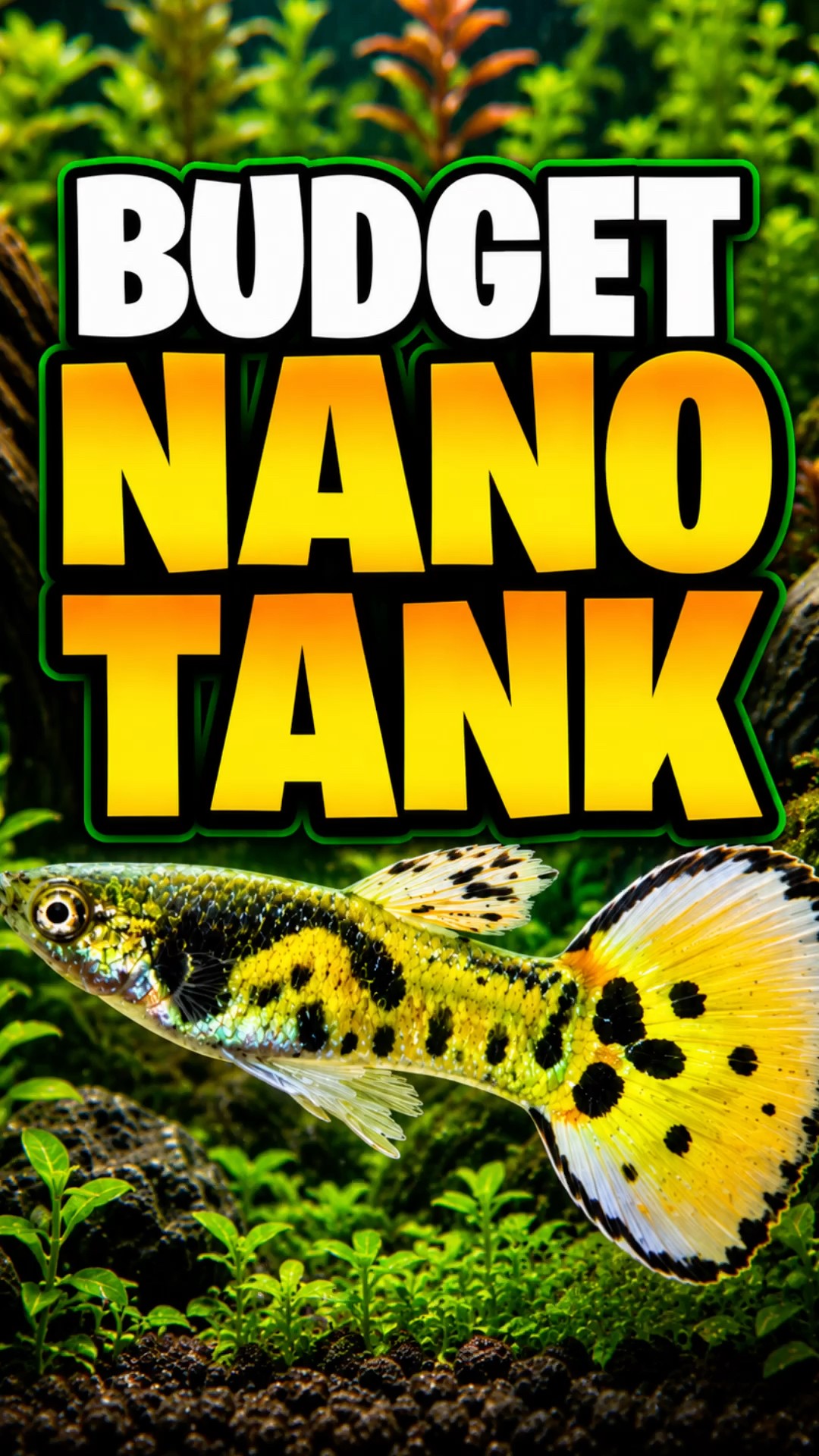 An Affordable, Beginner-Friendly Nano Tank Setup To Get You