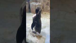 Пингвин чистит пёрышки.
