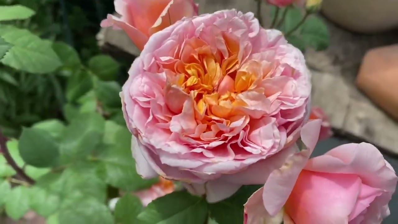 Розы в Кашпо. Лечение и Защита.