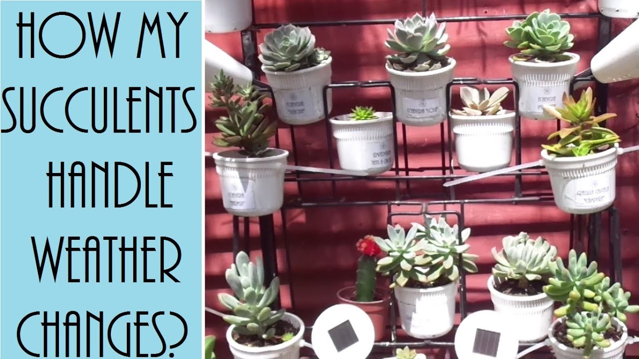 How my succulents handle rainy and sunny weather? 